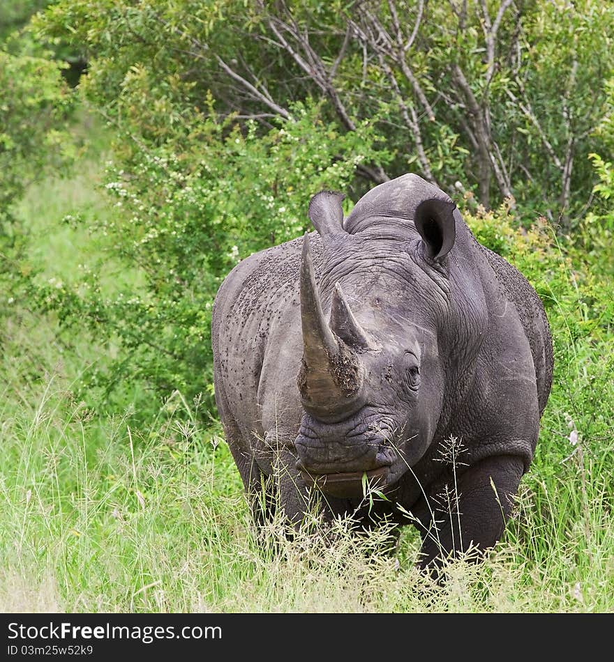 Rhinoceros in Kruger National Park, South Africa