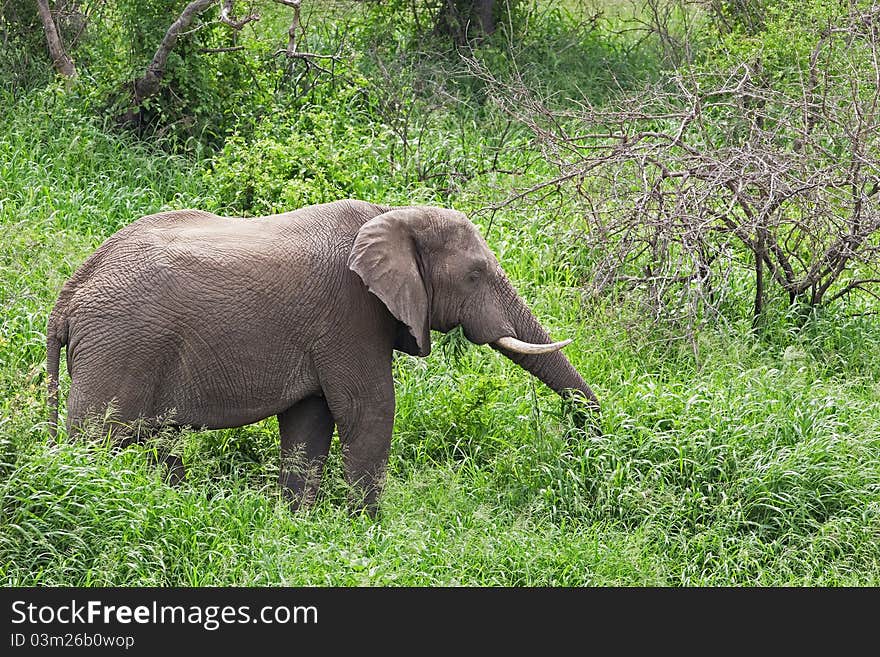 African elephant in Kruger National Park, South Africa