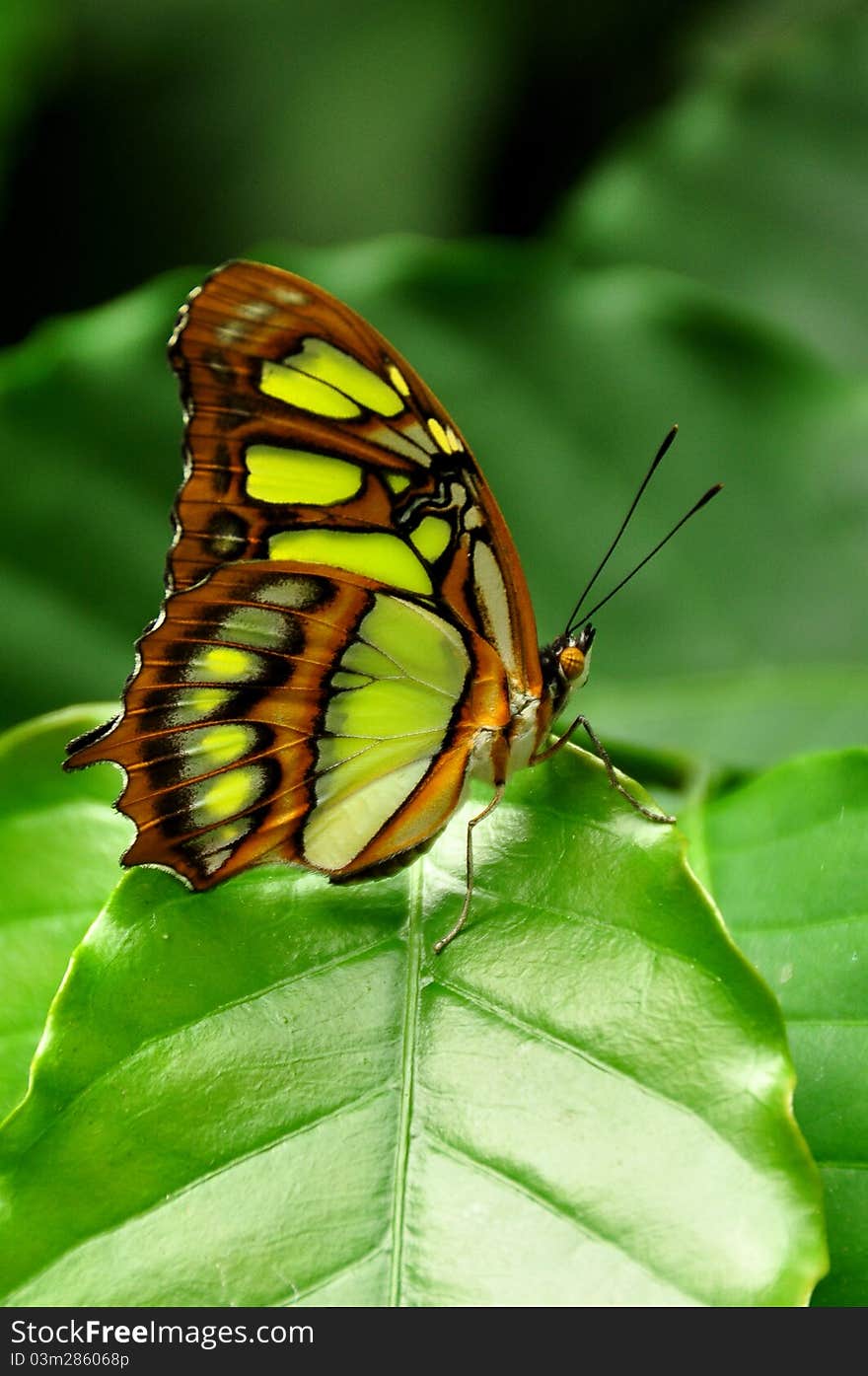 A proud Malachite butterfly poses for its photo. A proud Malachite butterfly poses for its photo.