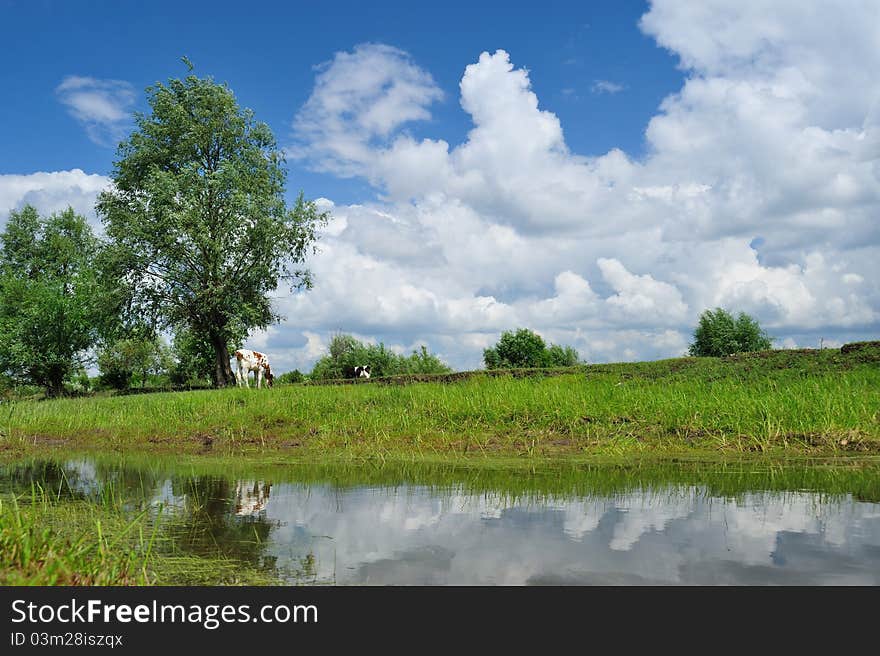 Wetland Landscape