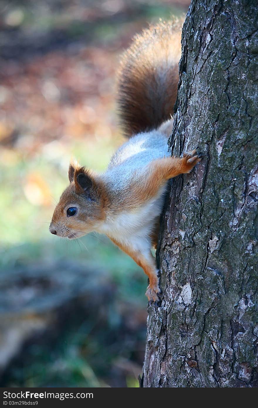 Squirrel on the tree at white background