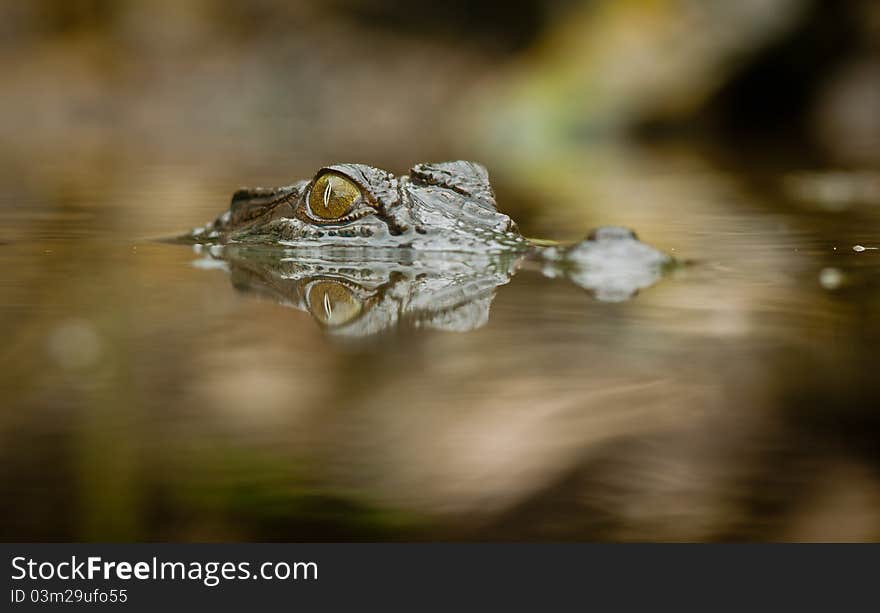 A close-up shot of a salt water crocodile (Crocodylus porosus) with reflection in the water. A close-up shot of a salt water crocodile (Crocodylus porosus) with reflection in the water