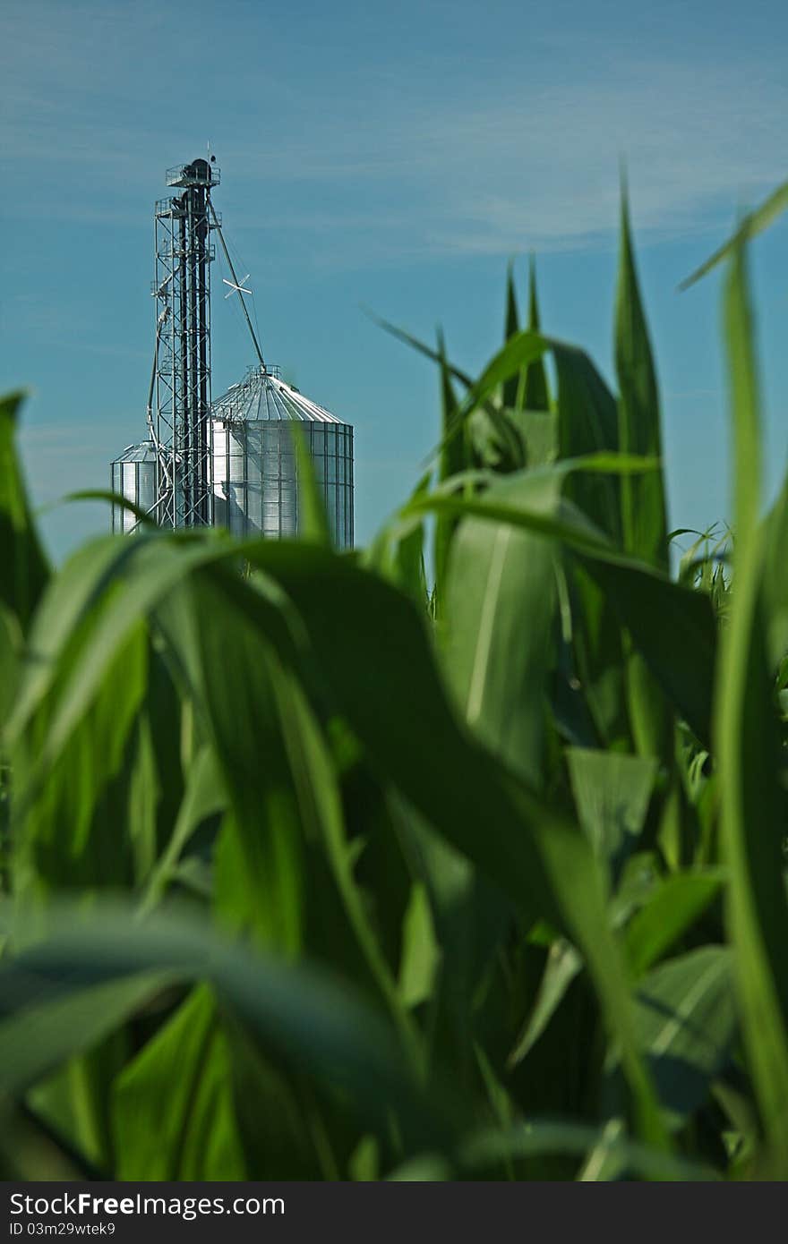 A view of a grain dryer as viewed looking over corn stalks