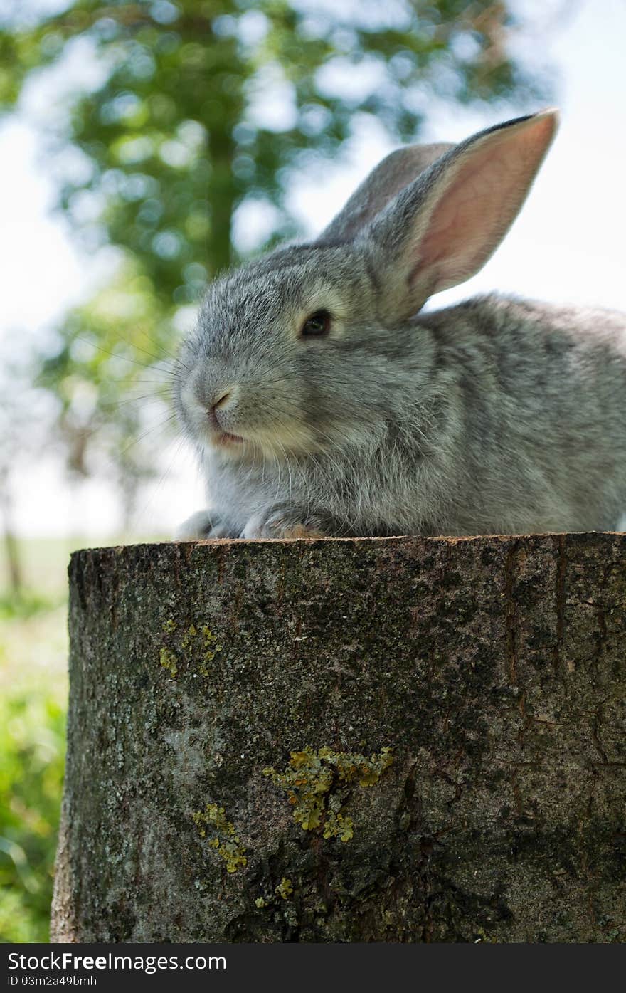 Little mammal rabbit