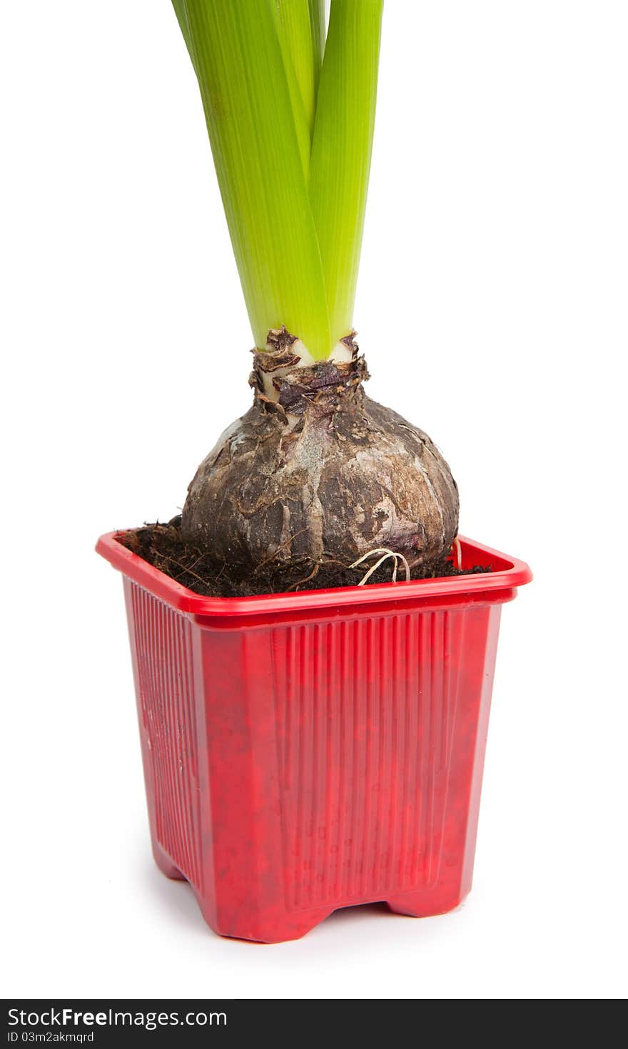 Potted hyacinth orientalis isolated on a white background