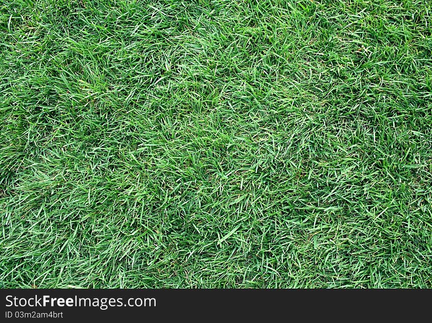 Green grass field background