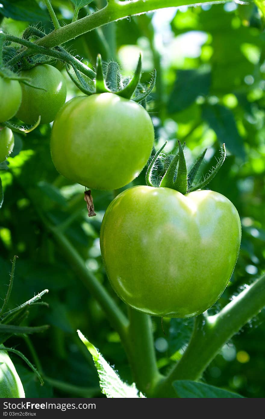 Some Green Tomatoes Hang On A Bush.