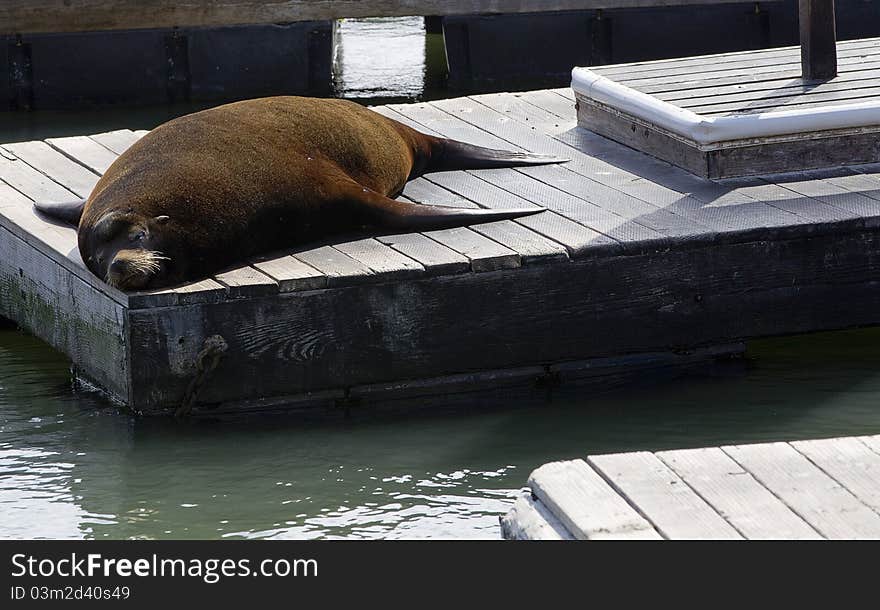 Pier 39