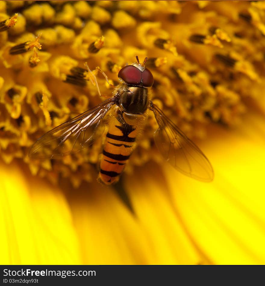 Hover fly on big yellow sunflower