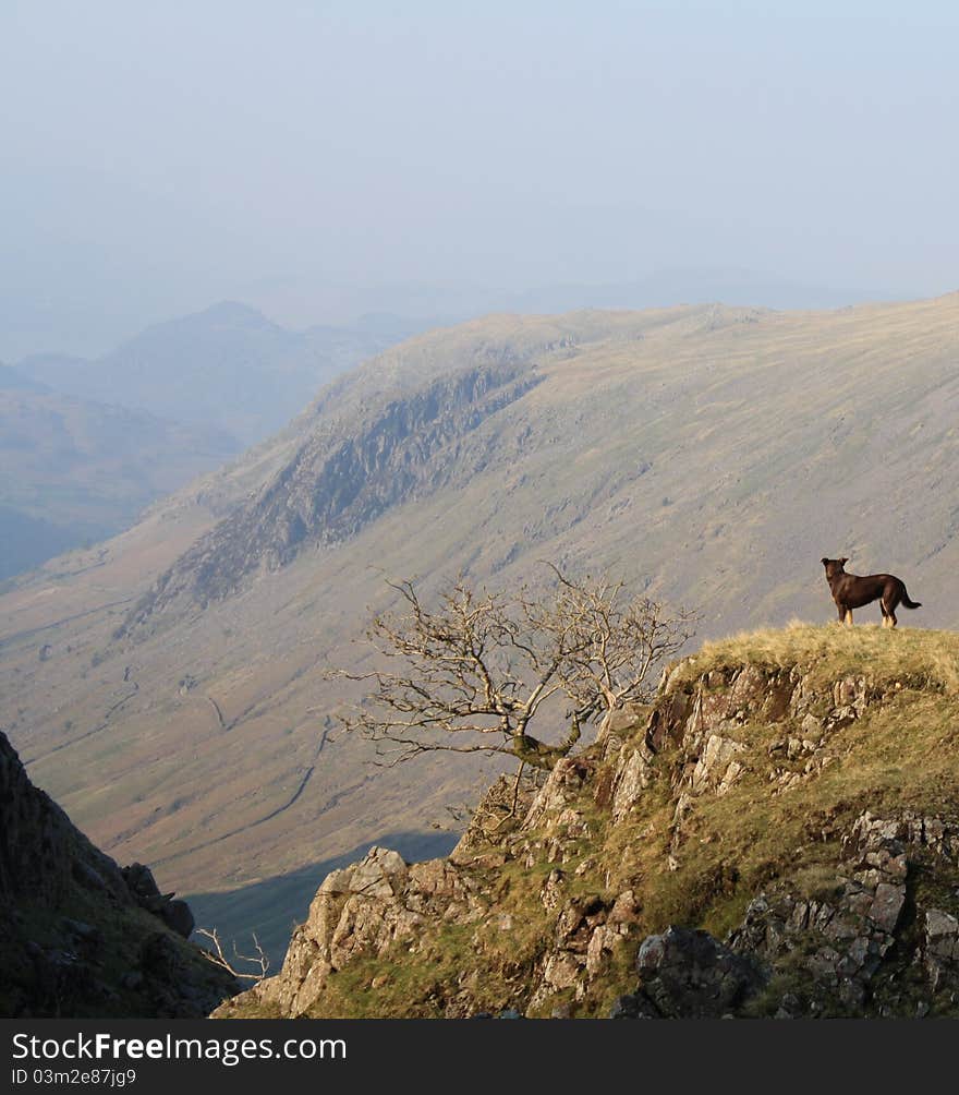 Open Valley Dog