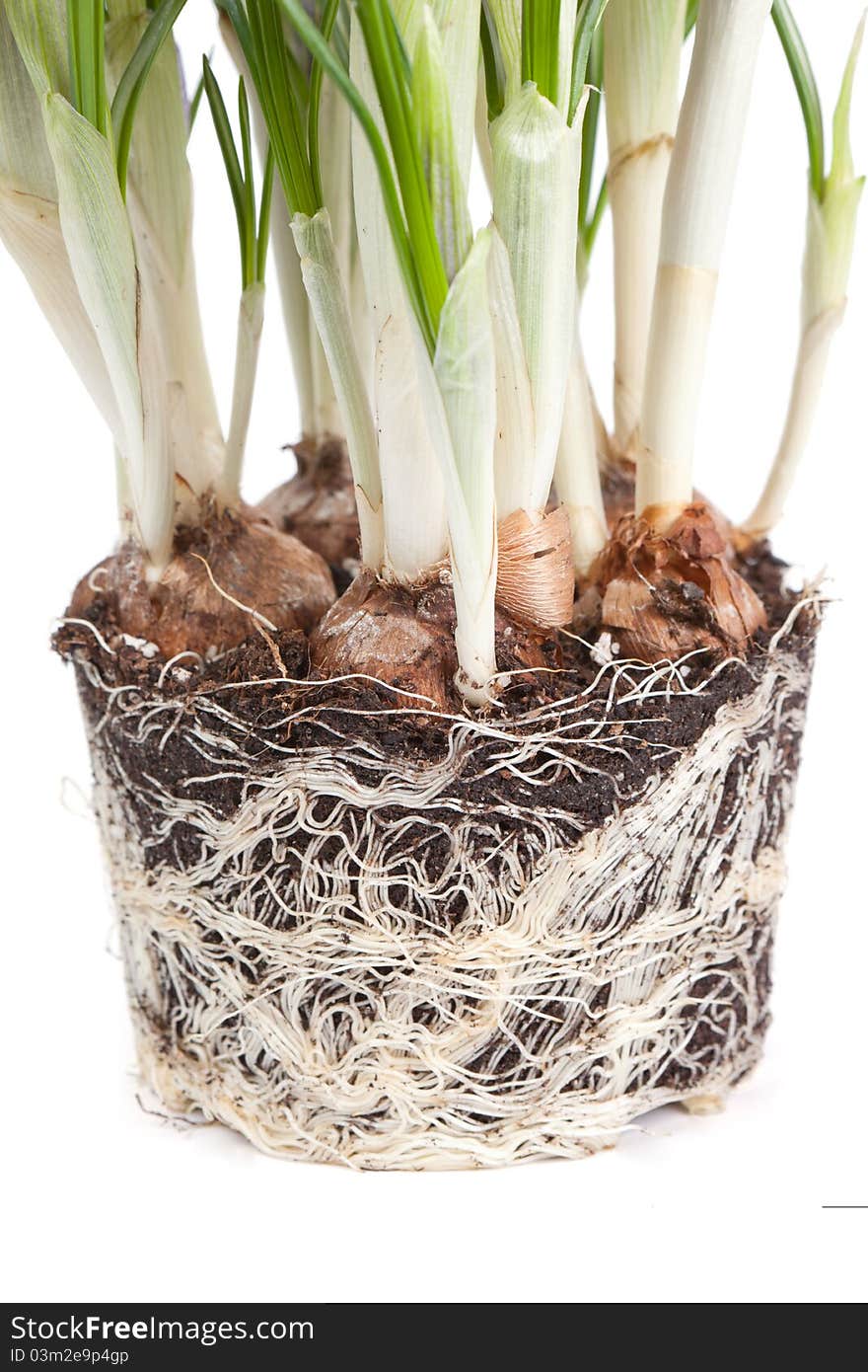 The roots of a crocus isolated on a white background.