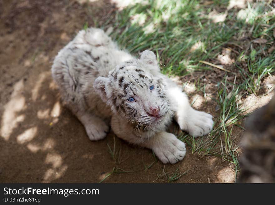 Baby white tiger