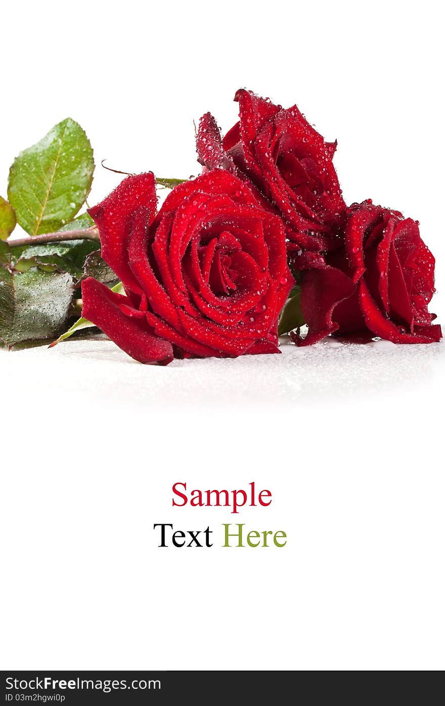 Red roses with water drops isolated on a white background