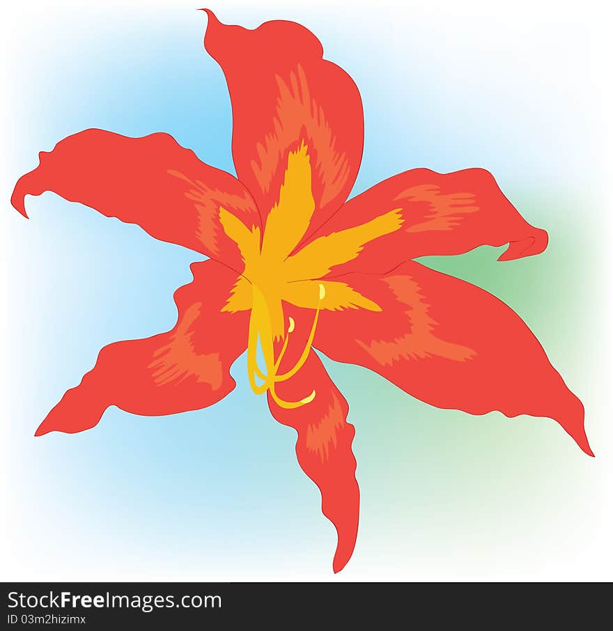 Beautiful orange lily. Background. Flower.