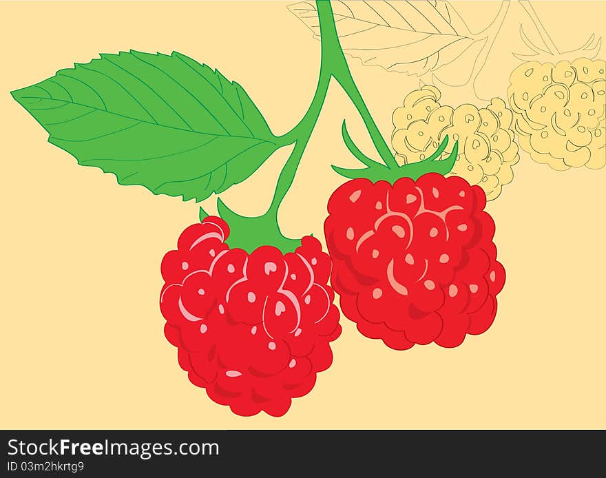 Sprig of juicy raspberries. Background