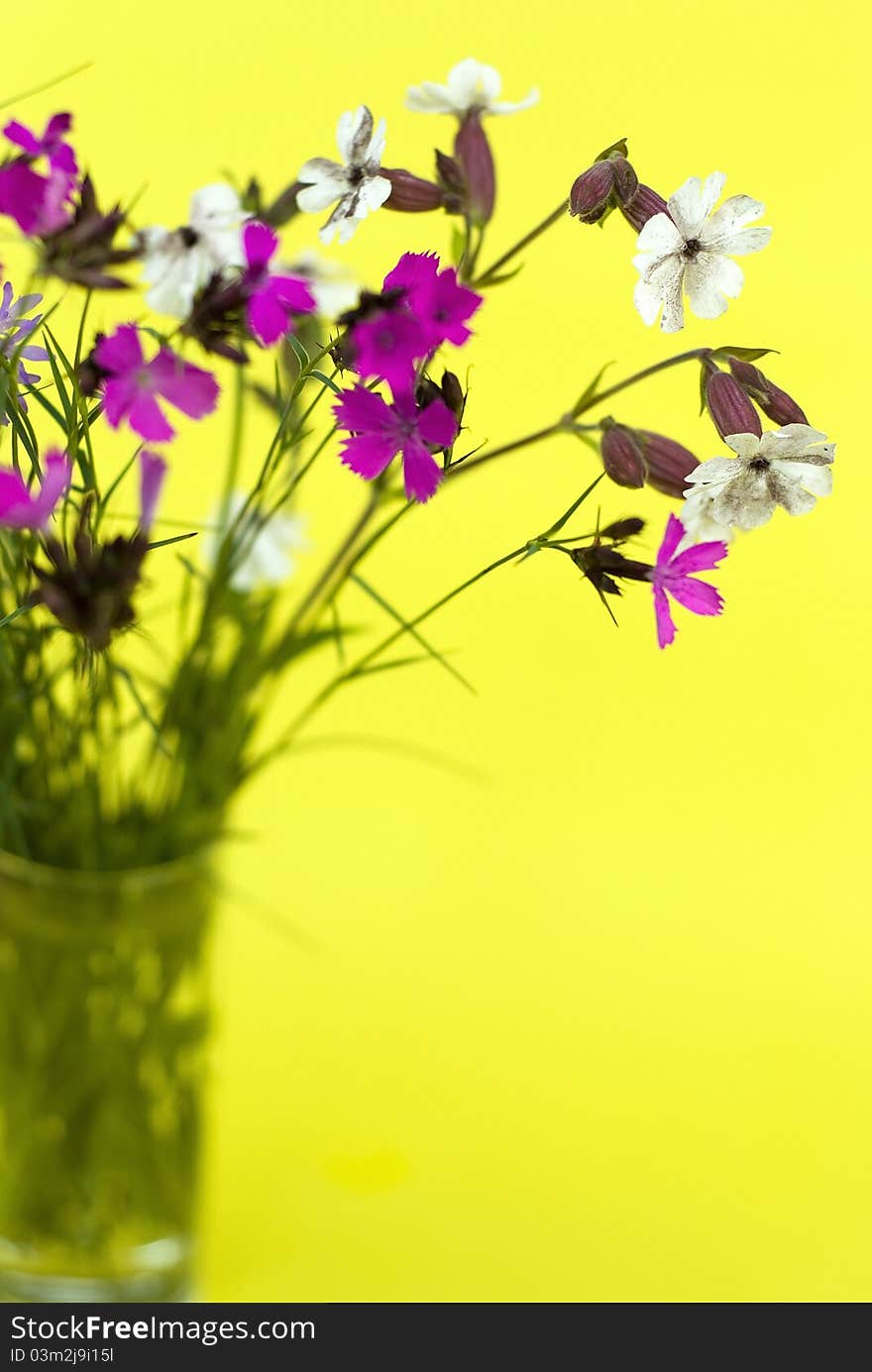 Purple and white wild flowers on a yellow background