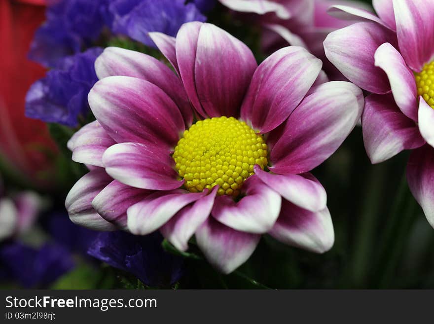 An image of a purple Chrysanthemum take closeup