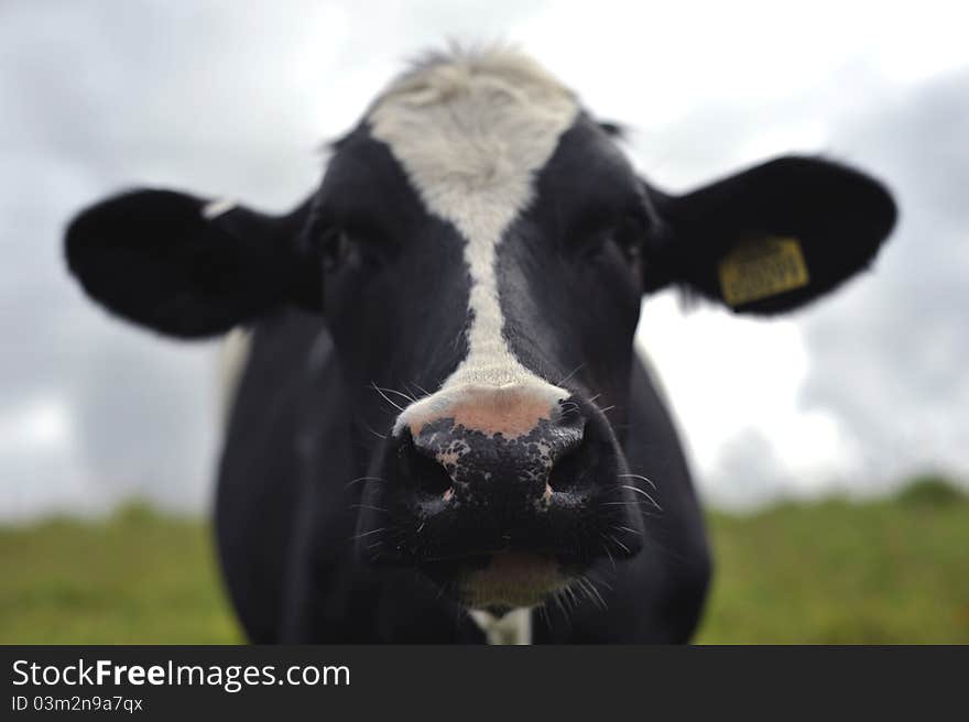 Close up photo of a friesian cow. Close up photo of a friesian cow