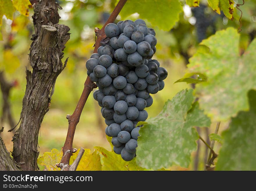 Bunch of grapes on the plant