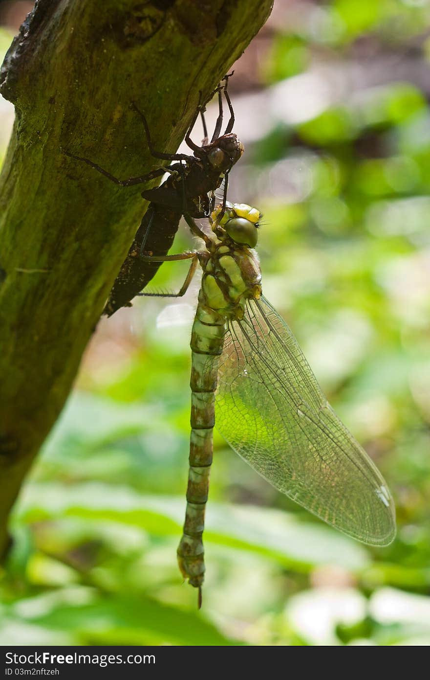 Dragonfly eating a bug in summer. Dragonfly eating a bug in summer