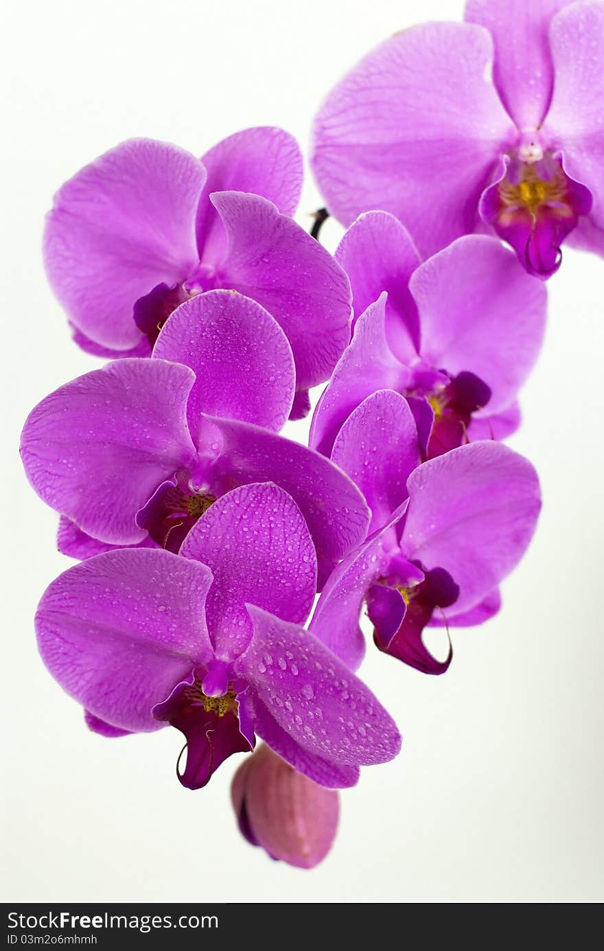 Purple beautiful orchid on the white background with water drops