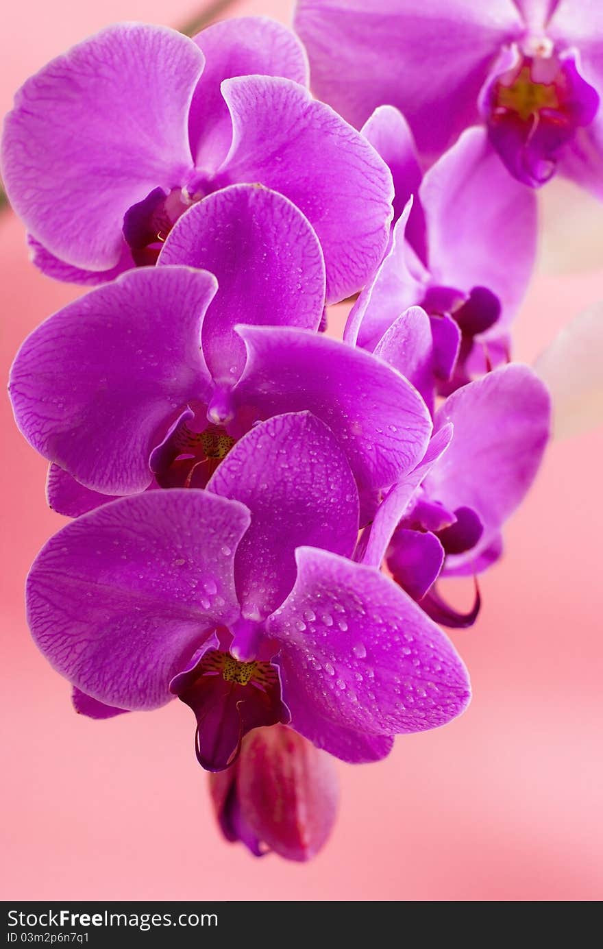 Purple orchid with water drops on the pink background. Purple orchid with water drops on the pink background