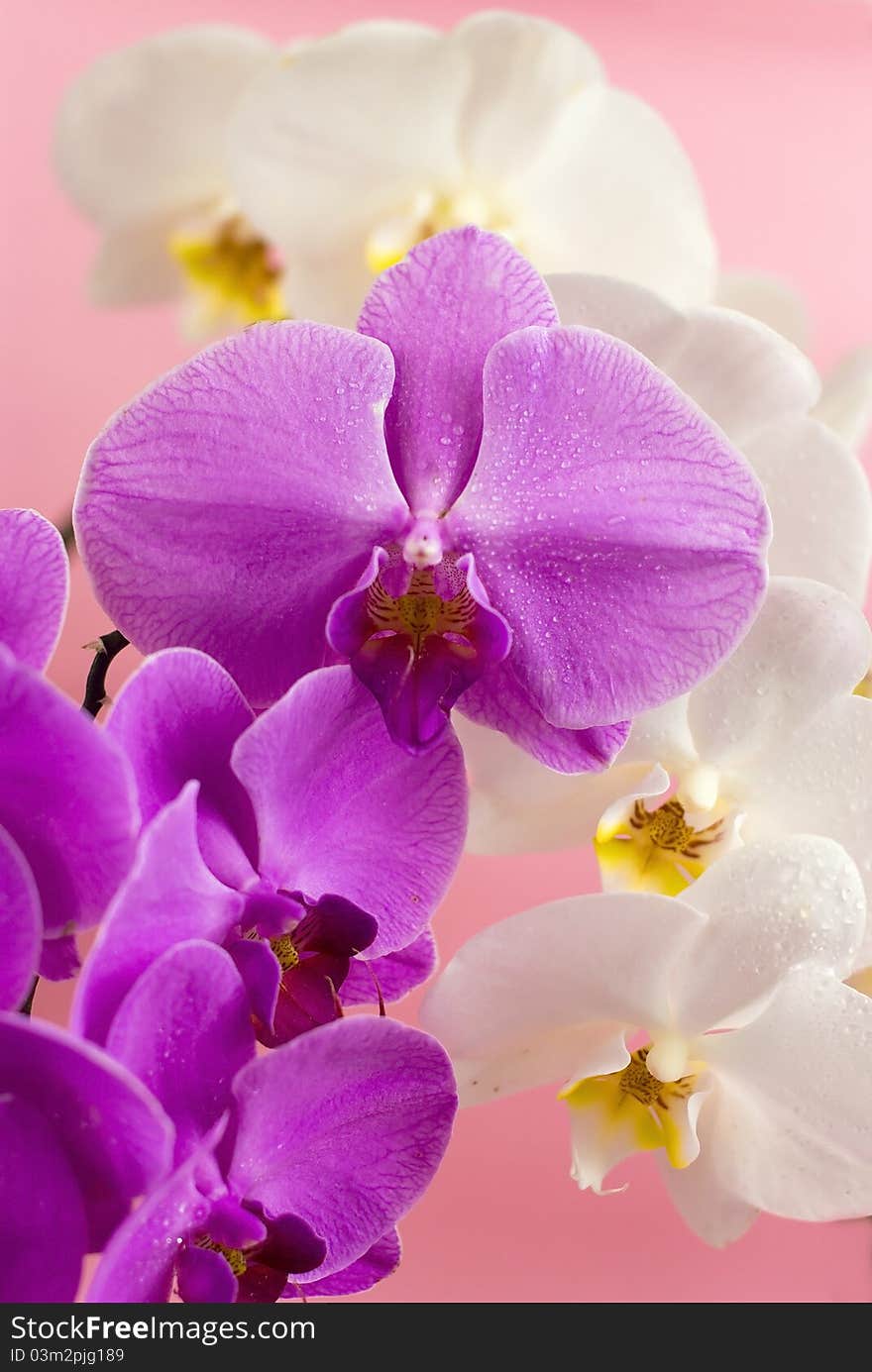 Purple and white orchid  on pink background