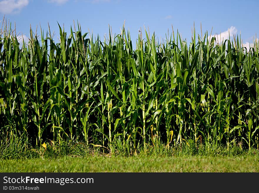 Field Corn