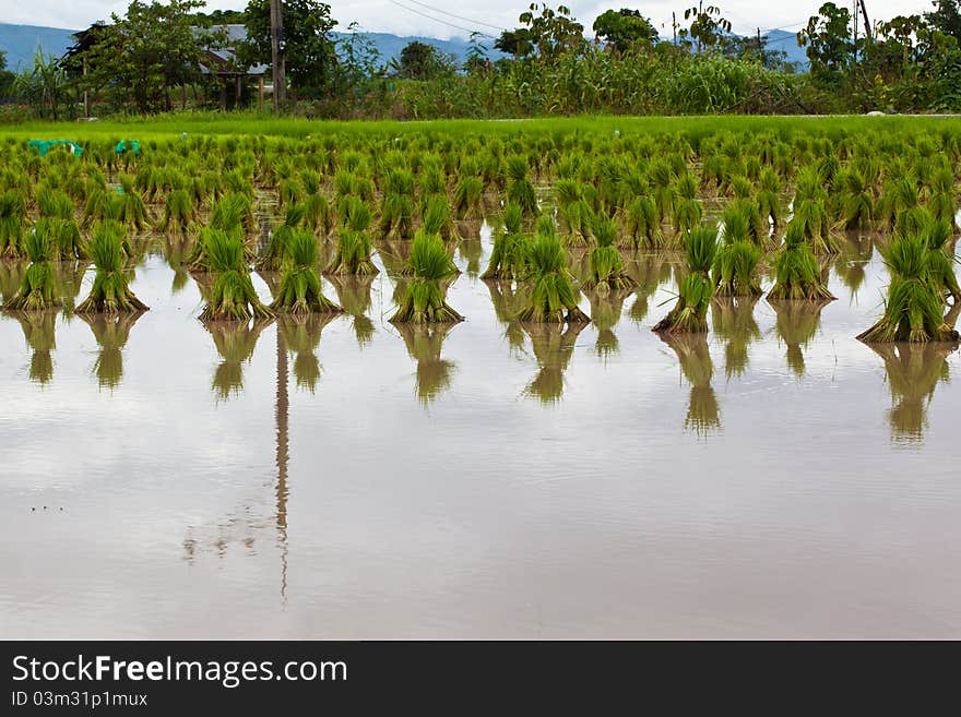 Rice seedlings