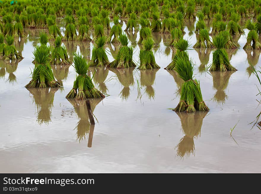 Rice seedlings