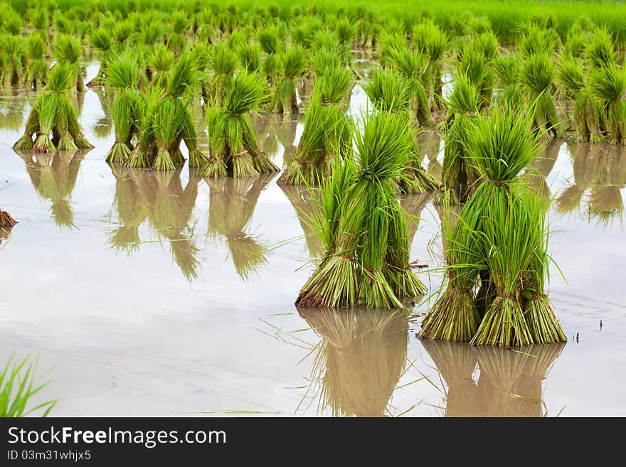 Rice seedlings