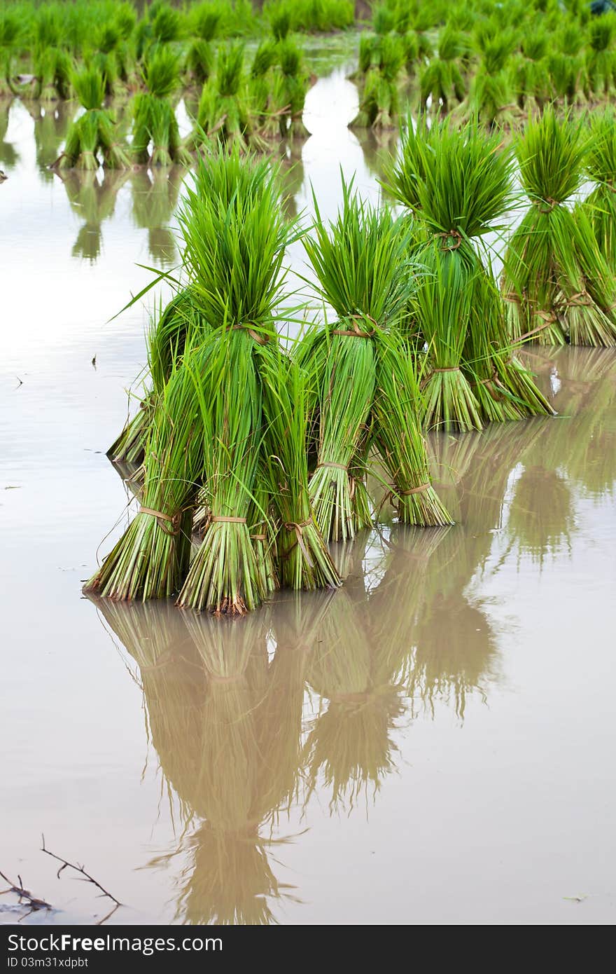 Rice paddies of northern Thailand. Rice paddies of northern Thailand