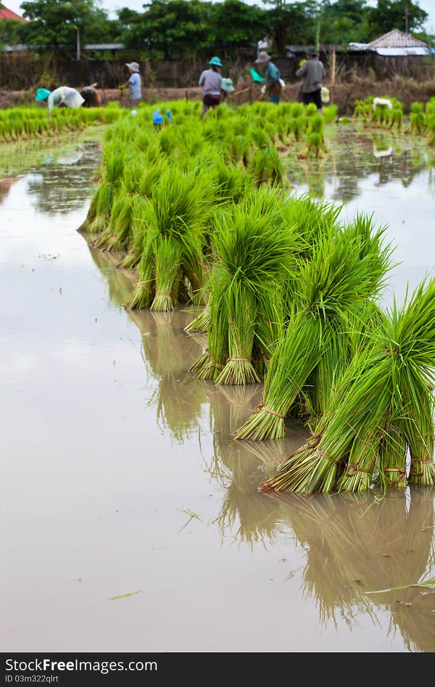 Rice seedlings and Farmers are working