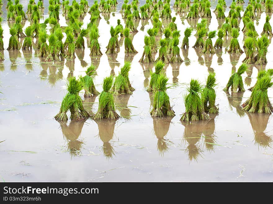 Rice paddies of northern Thailand. Rice paddies of northern Thailand