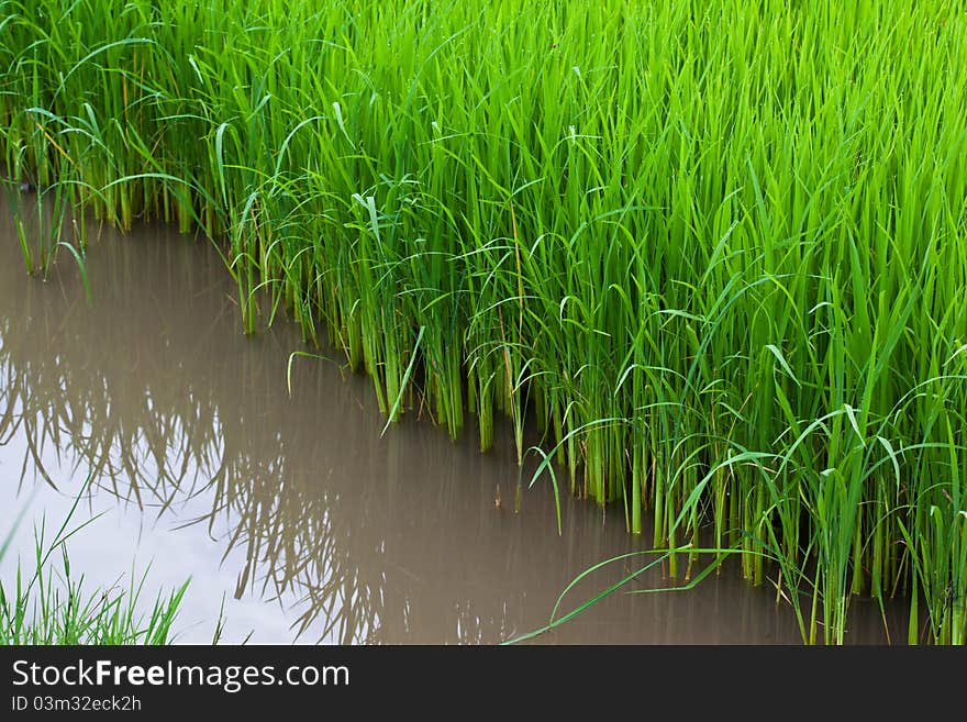 Rice paddies of northern Thailand. Rice paddies of northern Thailand