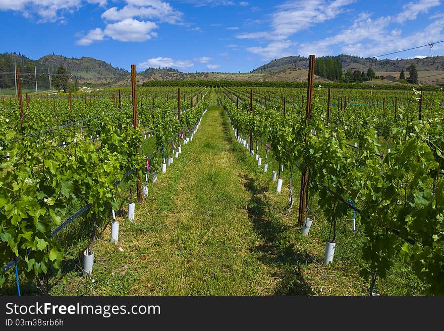 Vineyards And Orchards. Osoyoos, B.C.