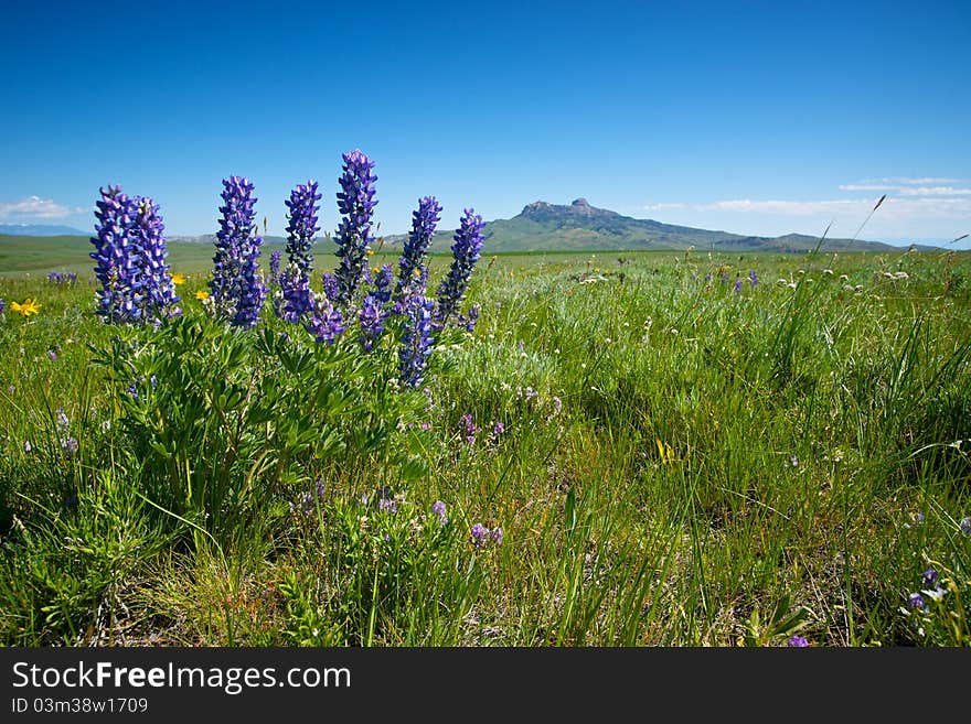 Cluster of Silver Lupine grows in a field in northern Wyoming. Cluster of Silver Lupine grows in a field in northern Wyoming.