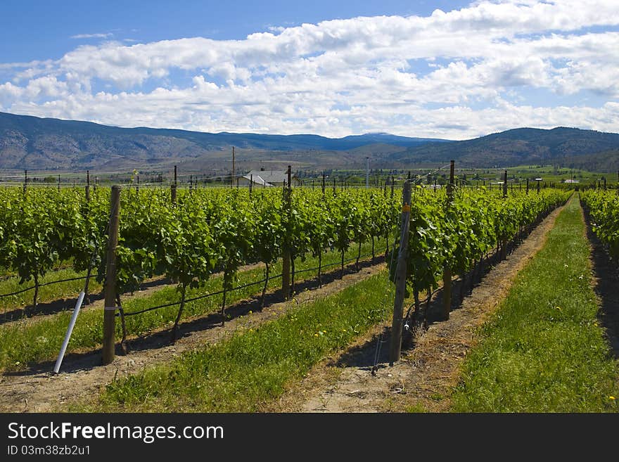 Vineyards and orchards. Osoyoos, B.C.