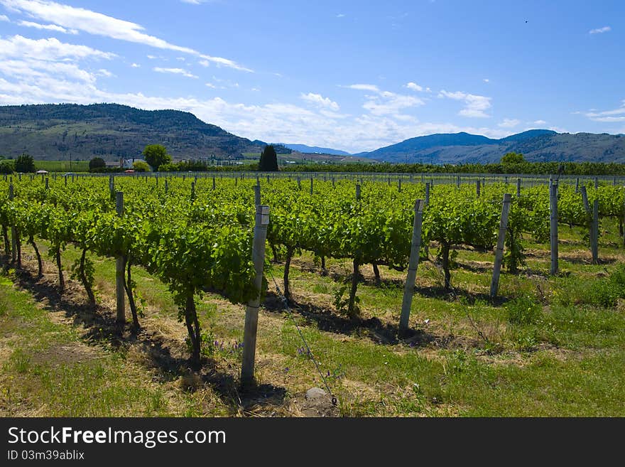 Vineyards and orchards. Osoyoos, B.C.