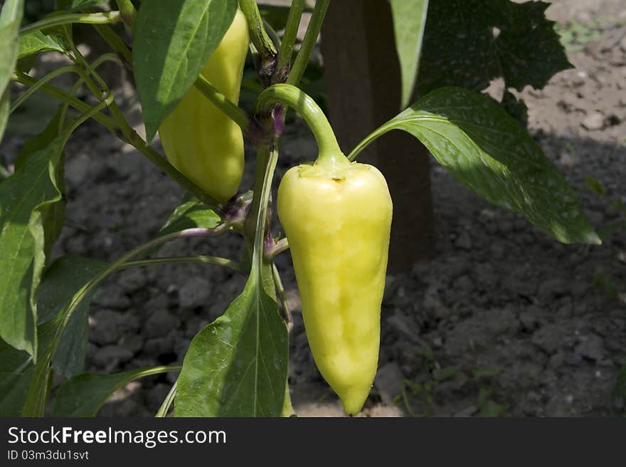 Pepper plant with two yellow peppers. Pepper plant with two yellow peppers