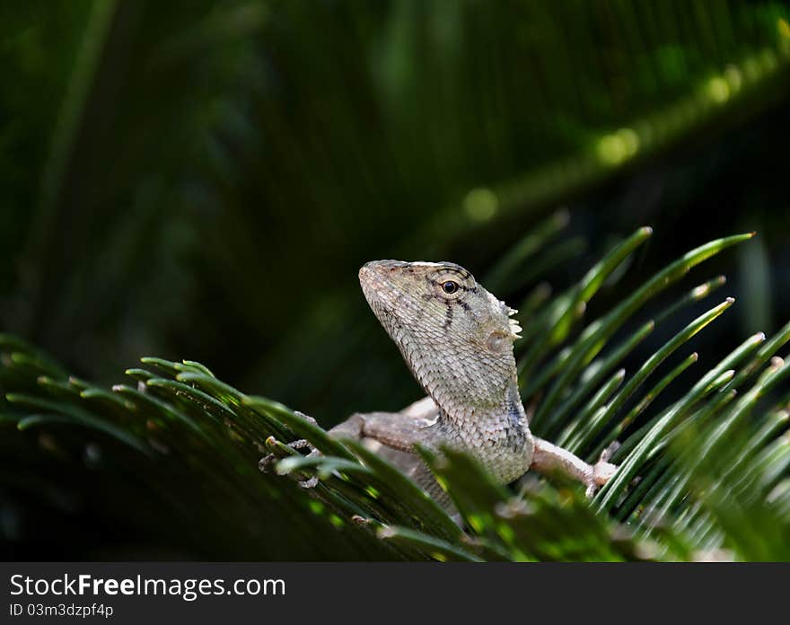 Lizard on green leaf