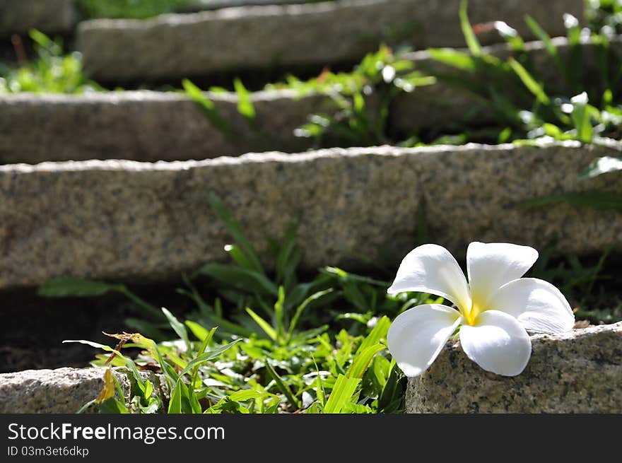 Plumeria flower on the rock and green grass