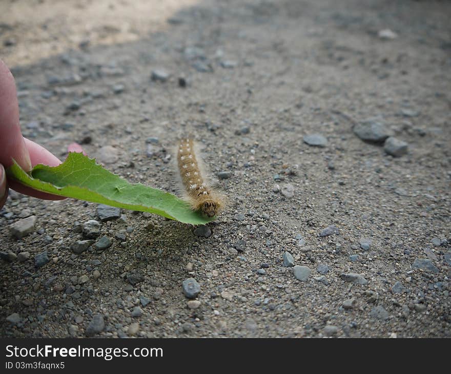 Little furry caterpillar crawling on leaf macro. Little furry caterpillar crawling on leaf macro