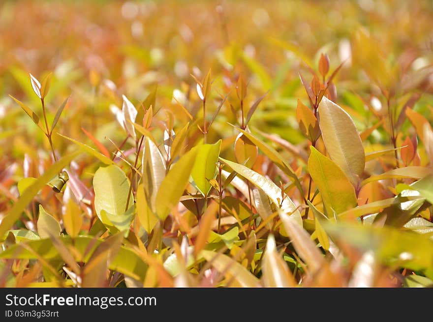 Tree buds and shoots burst. Tree buds and shoots burst