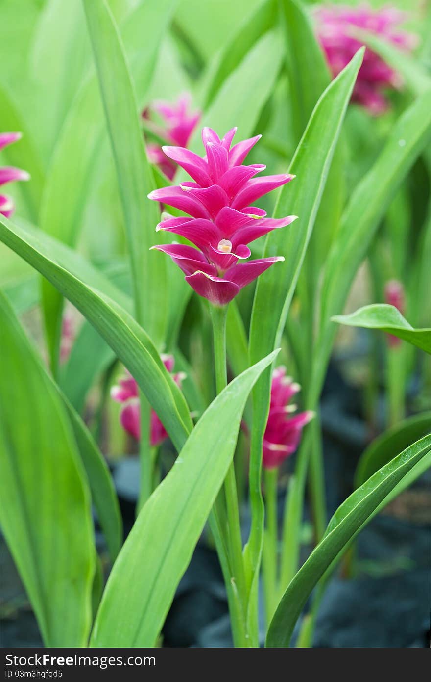 Closeup of Siam tulip flower