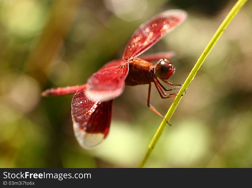 Dragonfly