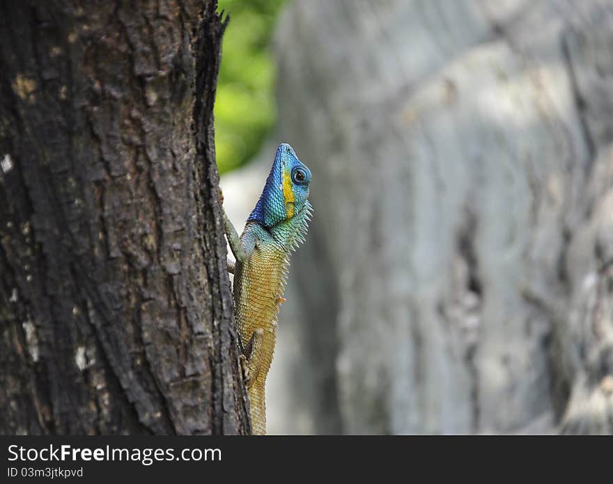 Common garden lizard on trees