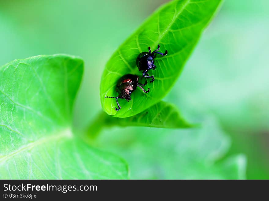 Beetles