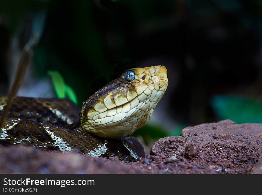 The Fer de lance is one of the largest and deadliest snakes in Central America. Its Quite common in the tropical regions including northern parts of south America. This one is stalking frogs by a small pond in Costa rica.