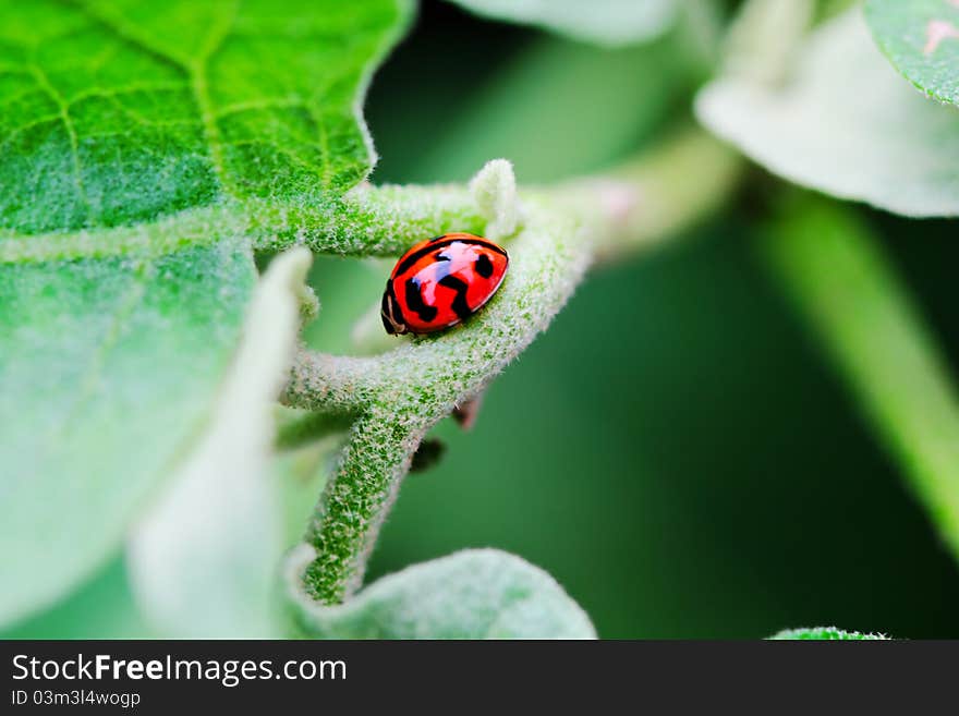 Ladybug sitting on a green